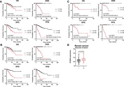 Angiogenesis regulators S100A4, SPARC and SPP1 correlate with macrophage infiltration and are prognostic biomarkers in colon and rectal cancers